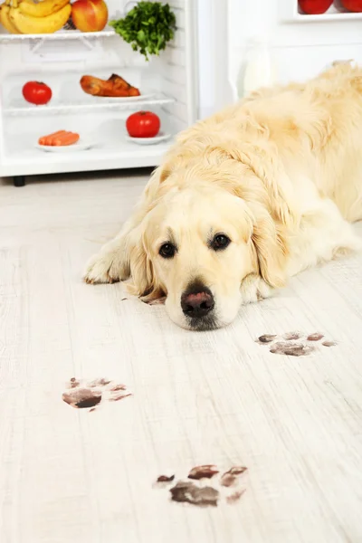 Лабрадор у холодильника и грязные лапы на деревянном полу на кухне — стоковое фото