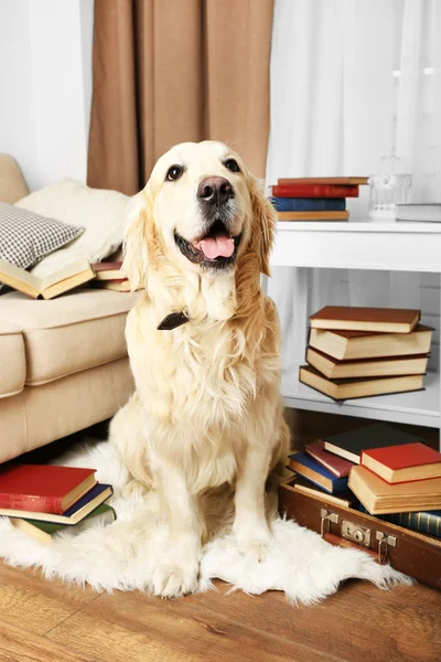 Porträt des niedlichen Labradors mit Bücherstapel im Zimmer — Stockfoto