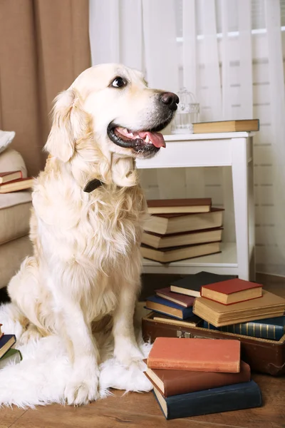 Retrato de Labrador bonito com pilha de livros no quarto — Fotografia de Stock