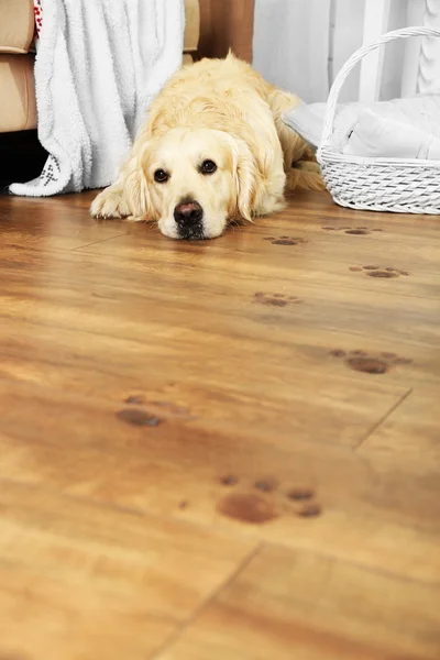 Cute Labrador en modderige paw prints op houten vloer in kamer — Stockfoto