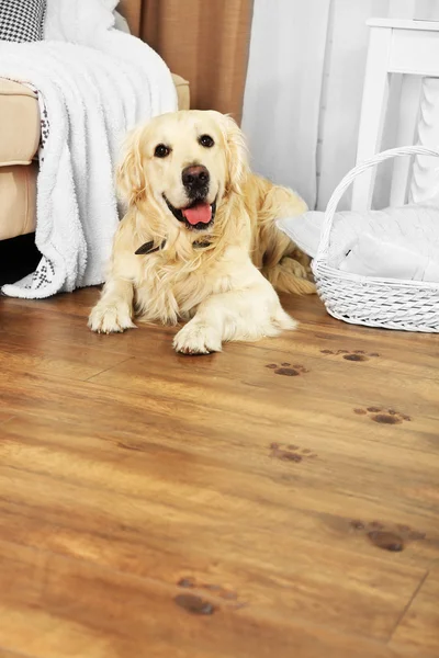 Labrador bonito e impressões de pata enlameada no chão de madeira no quarto — Fotografia de Stock