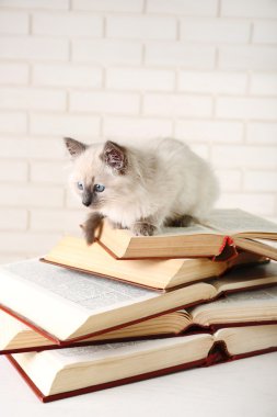 açık renkli kitapları ile şirin küçük kedi