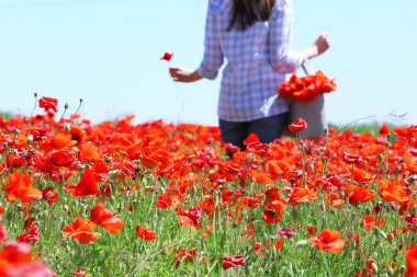 Çanta ile haşhaş sahada mavi gökyüzü arka plan üzerinde yürüyen kadın