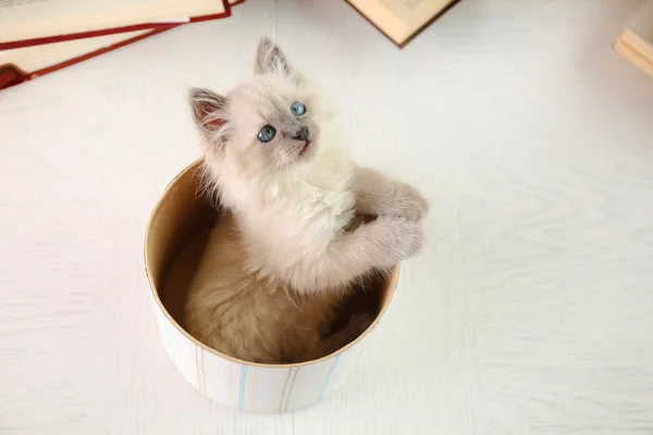 Katze im Kasten auf hellem Hintergrund — Stockfoto