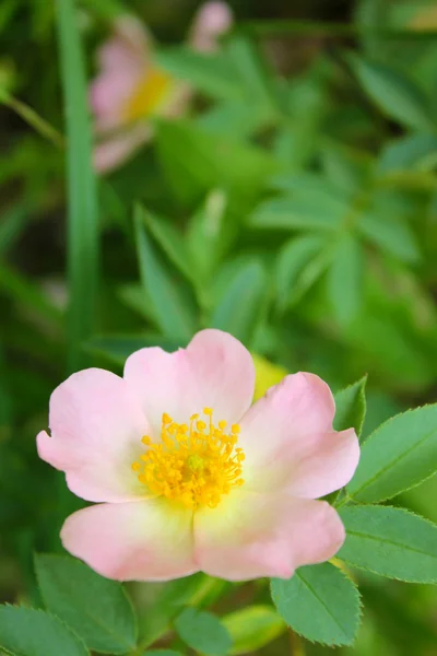 Flor rosa de la cadera sobre fondo verde —  Fotos de Stock