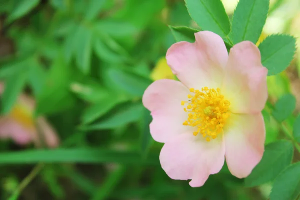 Flor rosa de la cadera sobre fondo verde —  Fotos de Stock