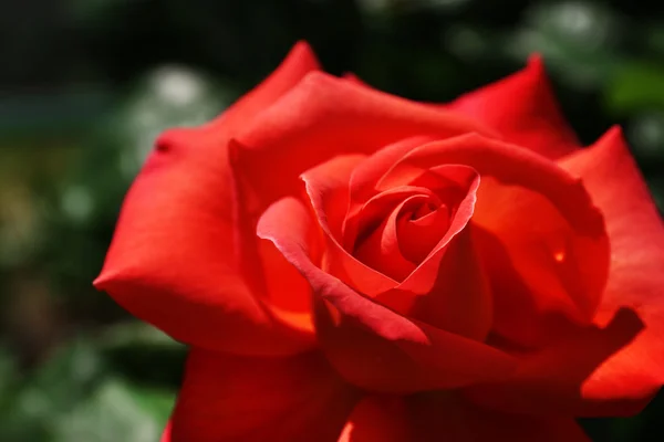 Mooi oranje roos, close-up — Stockfoto