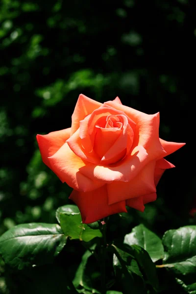 Hermosa rosa naranja sobre el fondo de hojas verdes —  Fotos de Stock