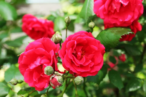 美丽的粉红玫瑰，在绿色的树叶背景 — 图库照片