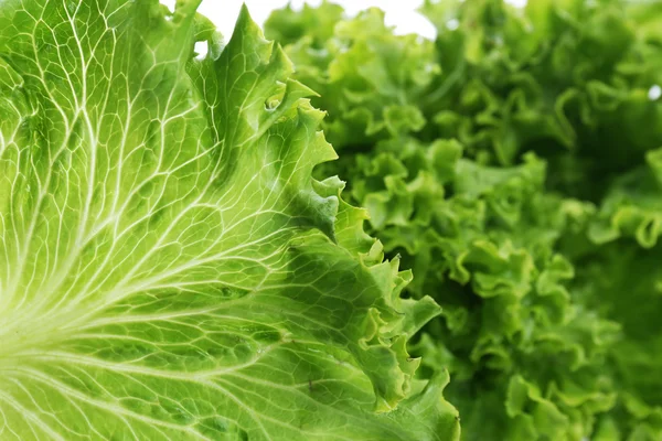 Lechuga fresca, primer plano — Foto de Stock