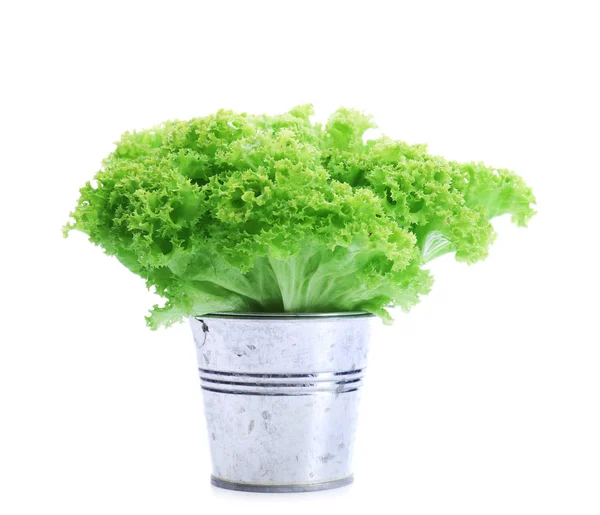 Fresh lettuce isolated on white — Stock Photo, Image