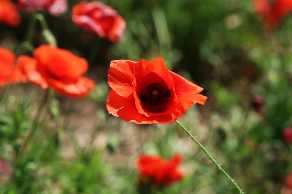 Coquelicot rouge, gros plan — Photo