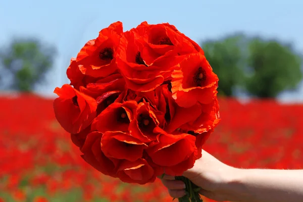 Female hand with bouquet of red poppy flowers over blue sky background — Stock Photo, Image