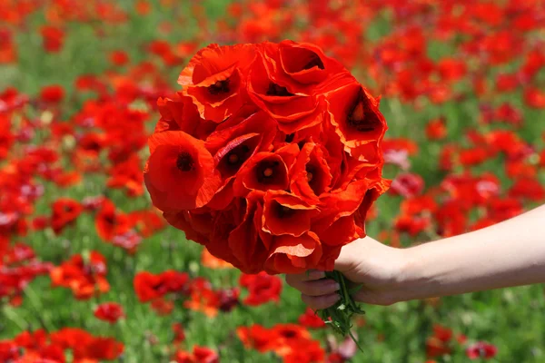 Female hand with bouquet of red poppy flowers over field background — Stock Photo, Image