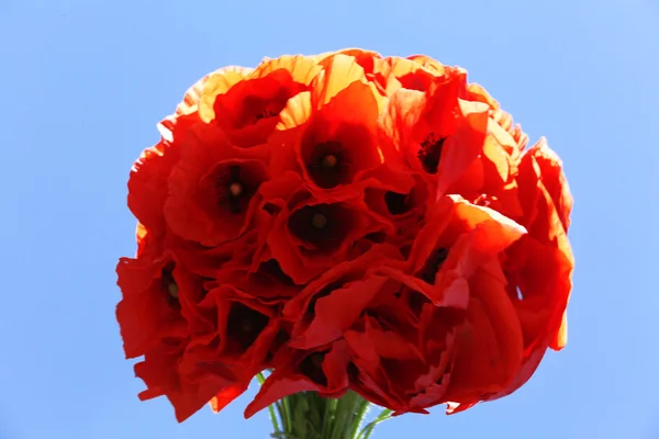 Bouquet of red poppy flowers  over blue sky background — Stock Photo, Image