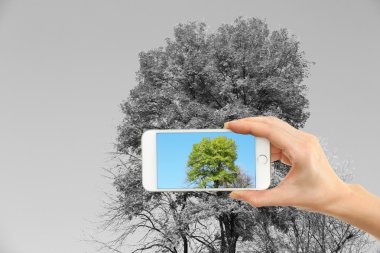 El alarak fotoğraf ağacının yanında smartphone