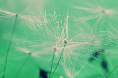 Makro görünümü karahindiba çiçek