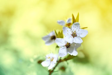 kiraz çiçekleri üzerinde bulanık doğa arka plan, yakın çekim
