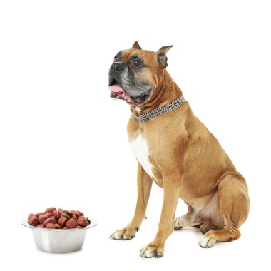 Beyaz arka plan üzerinde izole gıda ile köpek