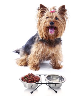 Sevimli Yorkshire terrier köpek üzerinde beyaz izole gıda ile