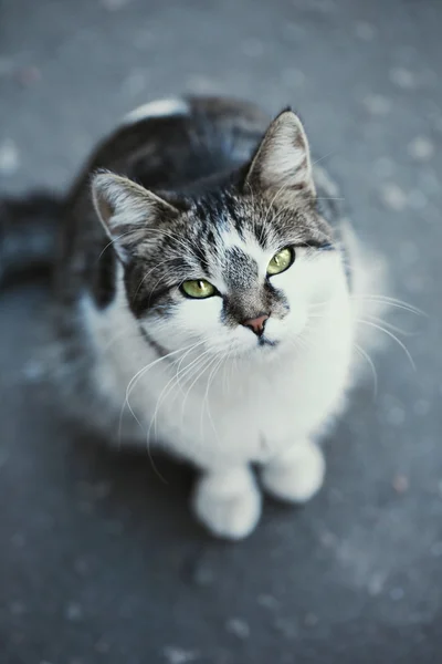 Gato cinza close-up, ao ar livre — Fotografia de Stock