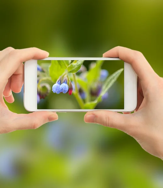 美しい野生の花の写真を撮るために携帯電話を使用してください。 — ストック写真