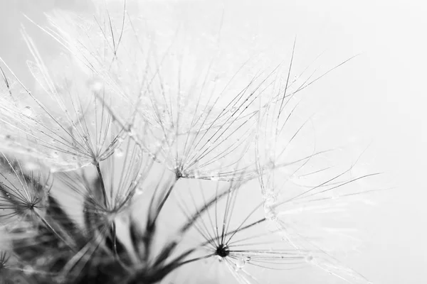 Krásná Pampeliška se semeny, detail — Stock fotografie