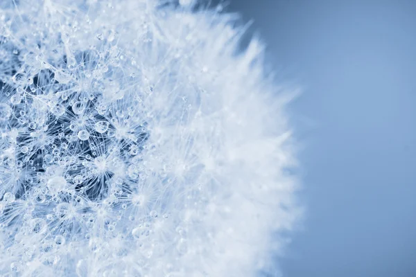 Beautiful dandelion with seeds, close-up — Stock Photo, Image