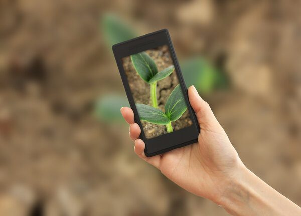 Использование мобильного телефона для фотографирования зеленых саженцев в почве
