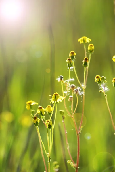 Hermosas flores silvestres, al aire libre — Foto de Stock