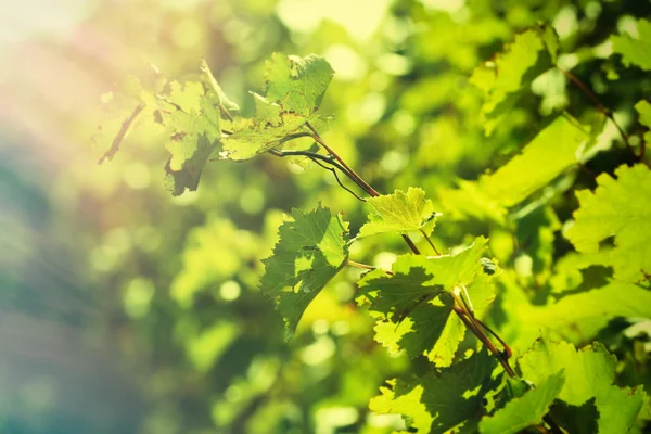 Traubenblätter und Sonnenstrahlen — Stockfoto