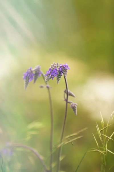Schöne Wildblumen, im Freien — Stockfoto