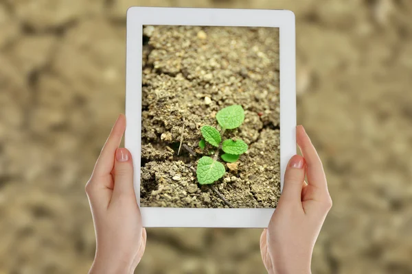 使用平板电脑在土壤中的绿色的植物拍照 — 图库照片
