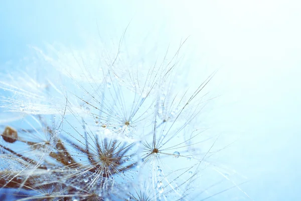 Beautiful dandelion with seeds, macro view — Stock Photo, Image