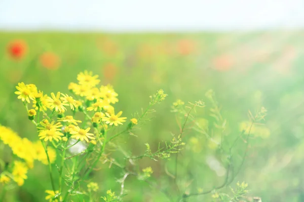 Hermosas flores de margarita en el campo —  Fotos de Stock