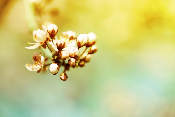 Flores de cerezo sobre el fondo borroso de la naturaleza, de cerca — Foto de Stock