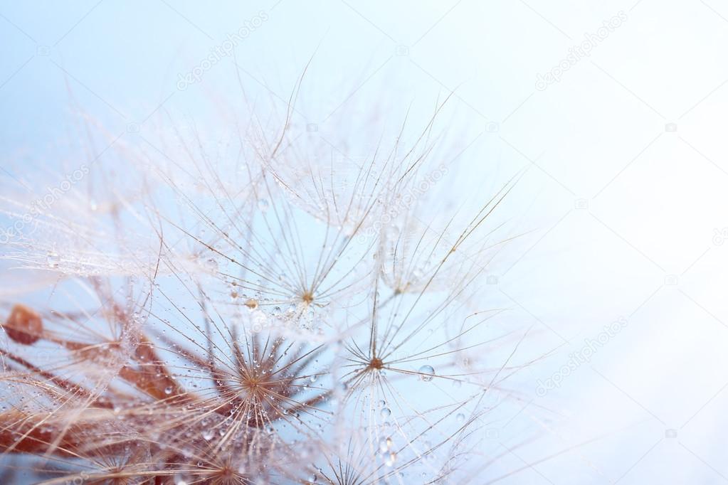 Beautiful dandelion with seeds, macro view