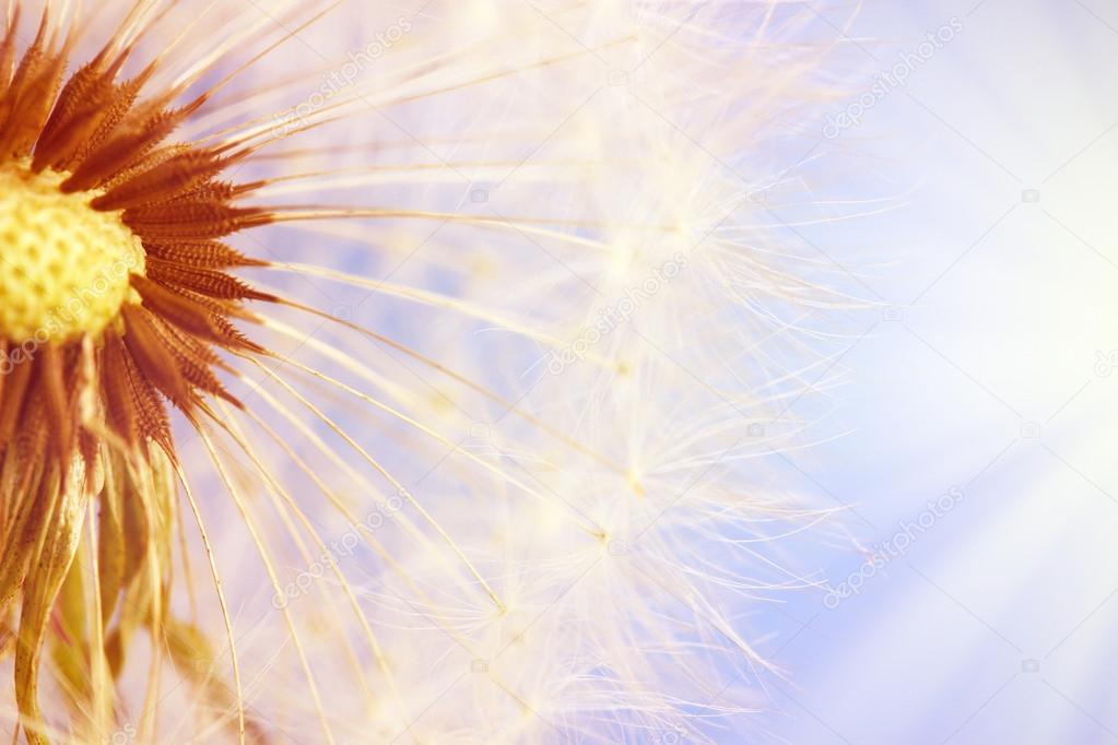 Beautiful dandelion with seeds on blue background