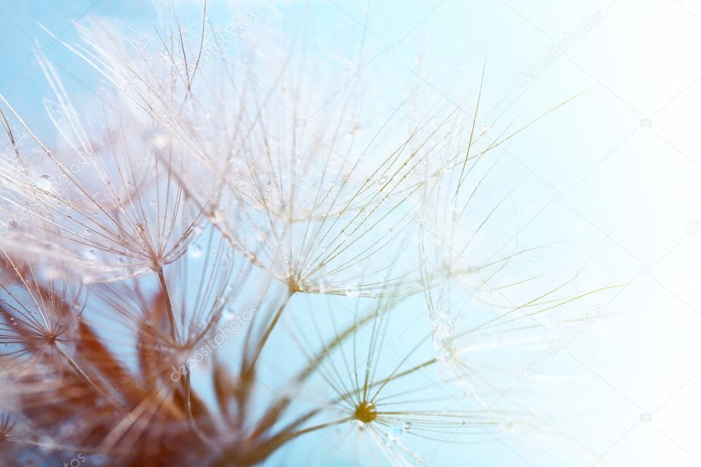 Beautiful dandelion with seeds, macro view