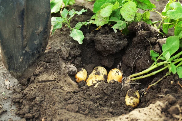 Digging potatoes over soil — Stok fotoğraf