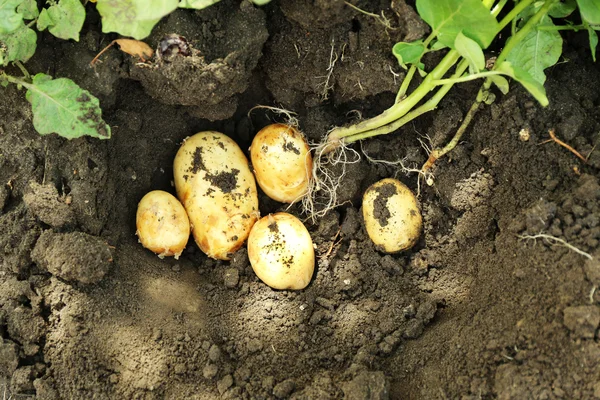 Ernte neuer Kartoffeln — Stockfoto