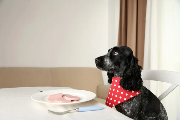 Pies patrząc na płytkę plasterki kiełbasy — Zdjęcie stockowe