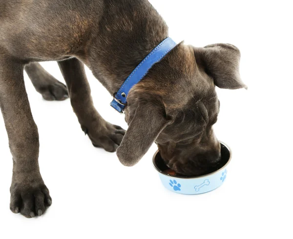 Cane corso italiano cane che mangia cibo — Foto Stock