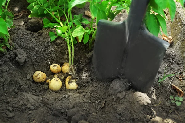 Урожай нової картоплі — стокове фото
