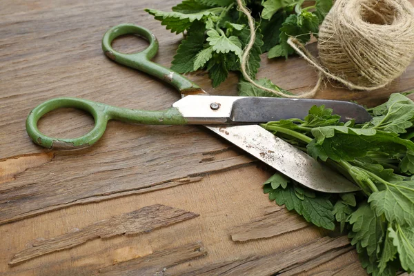 Leaves of lemon balm with rope and scissors — Stock Photo, Image