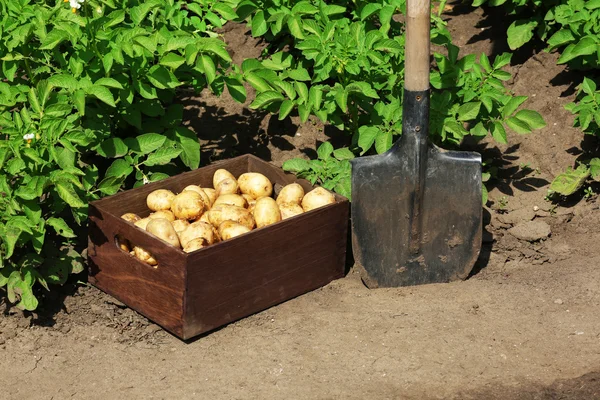 New potatoes in wooden crate near shovel over garden background — Stok fotoğraf