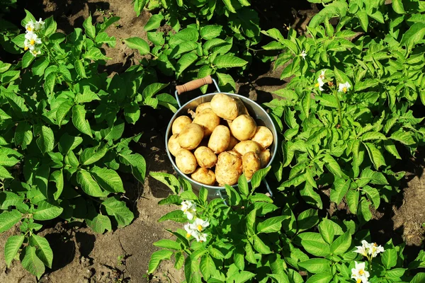 Batatas novas em balde de metal sobre plantação de batata — Fotografia de Stock