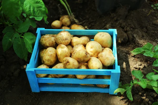 Toprak arka plan üzerinde ahşap sandık yeni patates — Stok fotoğraf