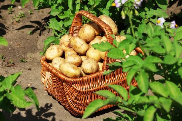Batatas novas em cesta de vime sobre plantação de batata — Fotografia de Stock
