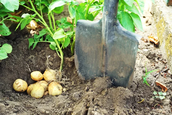 Digging potatoes over soil in garden — Stok fotoğraf